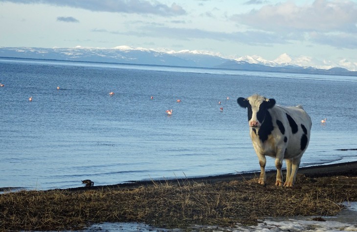 Kuh steht am Strand  | © Luise Bachtler