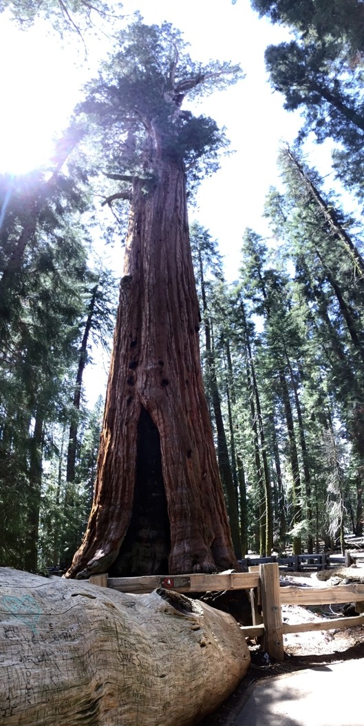 © General Sherman Tree - der größte lebende Baum der Erde