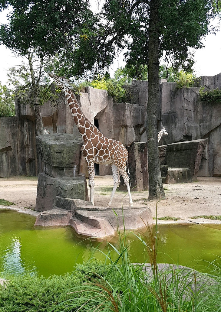 Giraffe im Zoo | © Hanna Vogel / Milwaukee Zoo