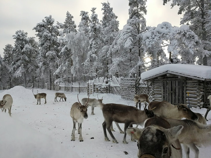 Rentiere im Schnee | © Jule Kralik