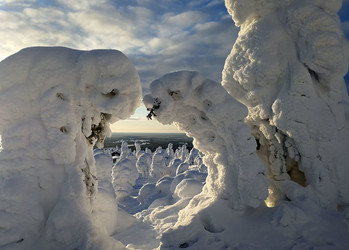 die schneebedeckten Bäume beugen sich zueinander  | © Jule Kralik