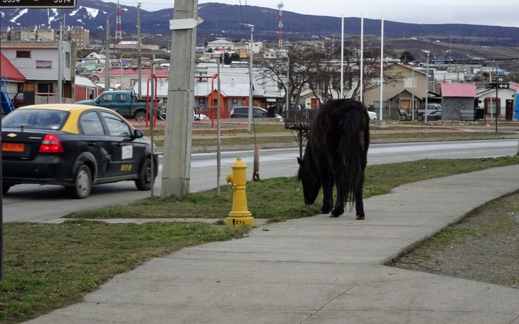 Pferd steht am Straßenrand  | © Luise Bachtler