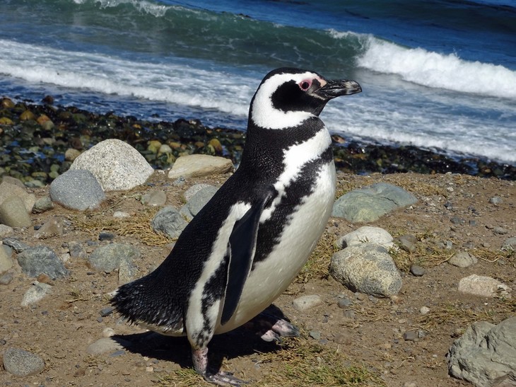 Typisch für Patagonien ist der Magellan-Pinguin | © Luise Bachtler