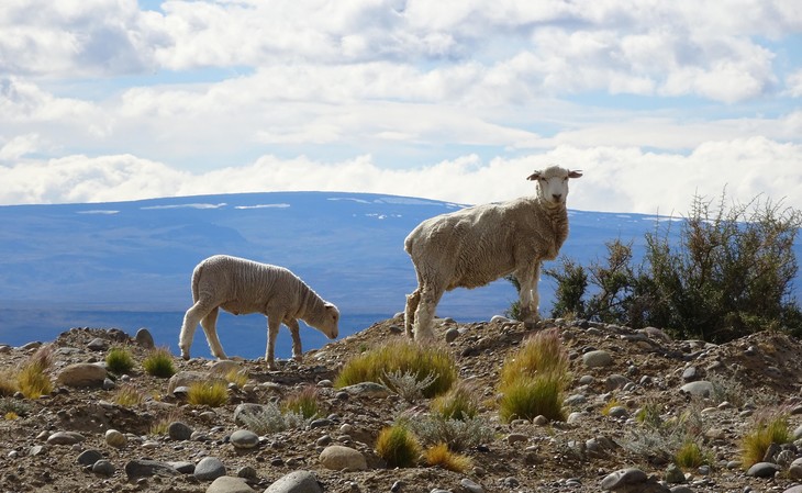 Schafe in der Natur  | © Luise Bachtler