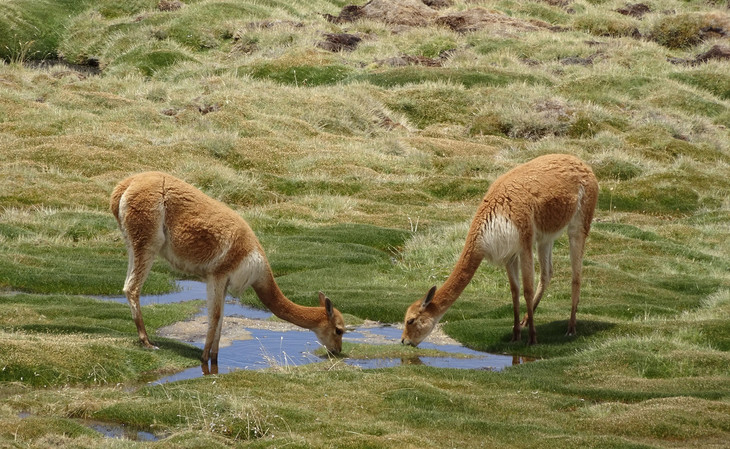 Lamas trinken aus einer Pfütze  | © Luise Bachtler