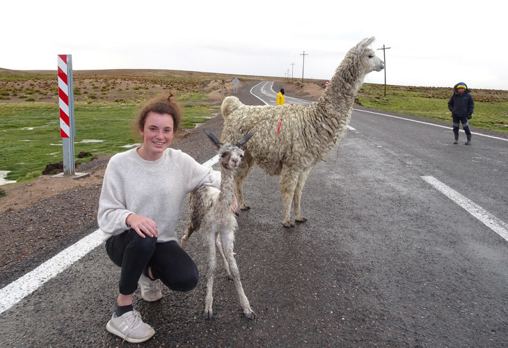 Lamas auf Straße  | © Luise Bachtler