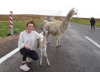 Lamas auf Straße  | © Luise Bachtler