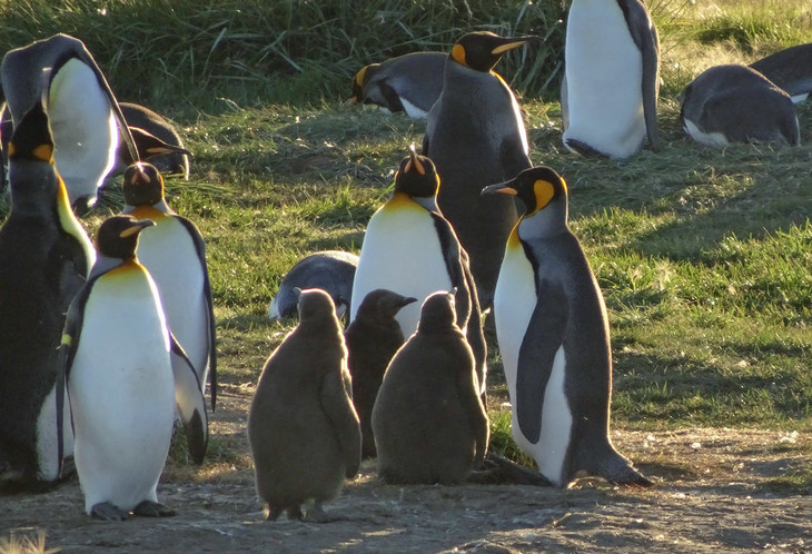 Pinguin | © Luise Bachtler