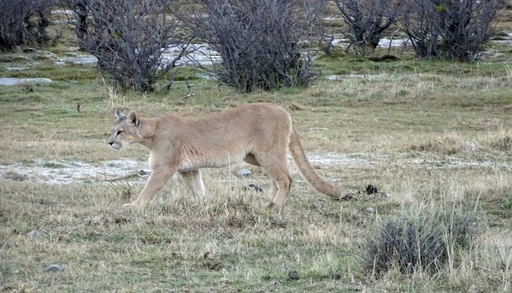 Puma  | © Luise Bachtler