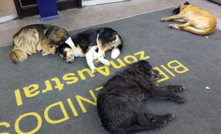 Tiefenentspannte Hunde am Eingang eines Einkaufzentrums | © Luise Bachtler