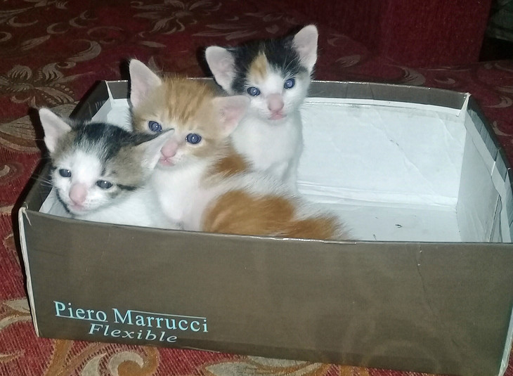 Katzenbabys sitzen in einem Karton  | © Miriam Weis
