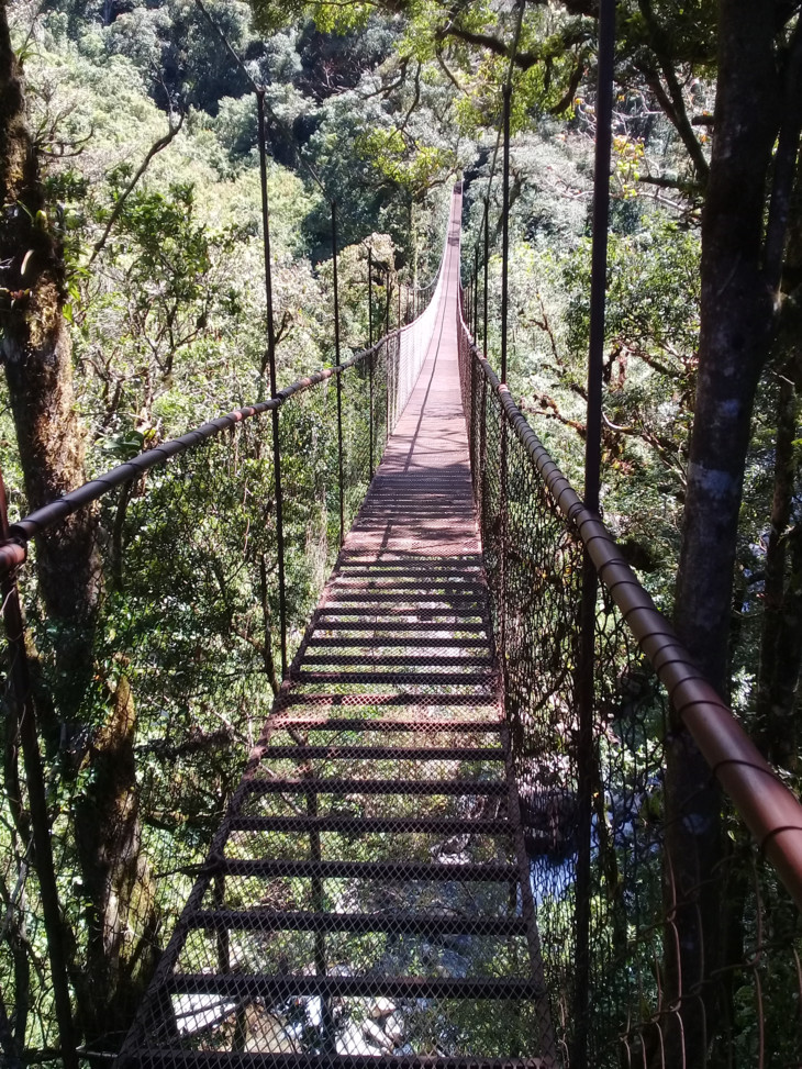 Hängebrücke hängt in der grünen Natur  | © Miriam Weis