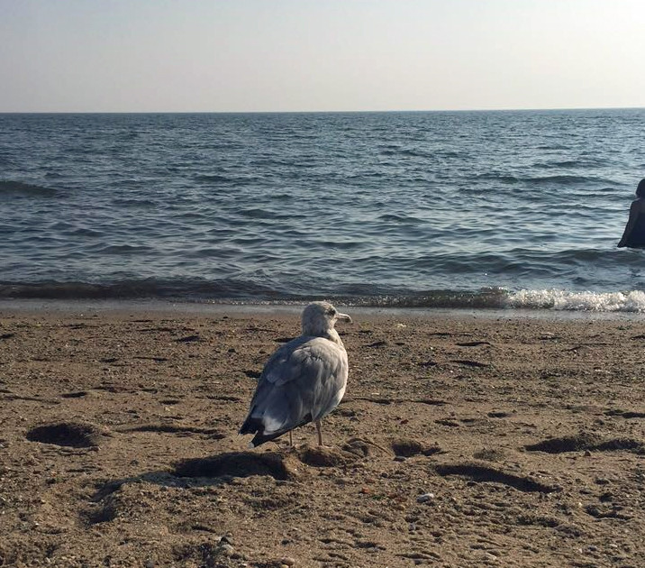 Möwe am Strand  | © Leandra Ebel