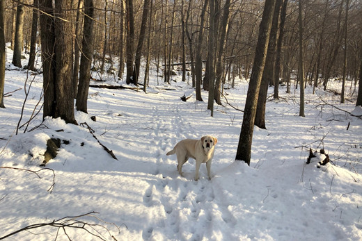 heller Hund im Schnee  | © Leandra Ebel