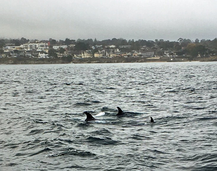 Wal flossen ragen aus dem Wasser hervor  | © Elif Frank