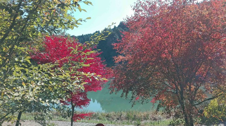 herbstlich gefärbte Bäume  | © Sophie Gemmar