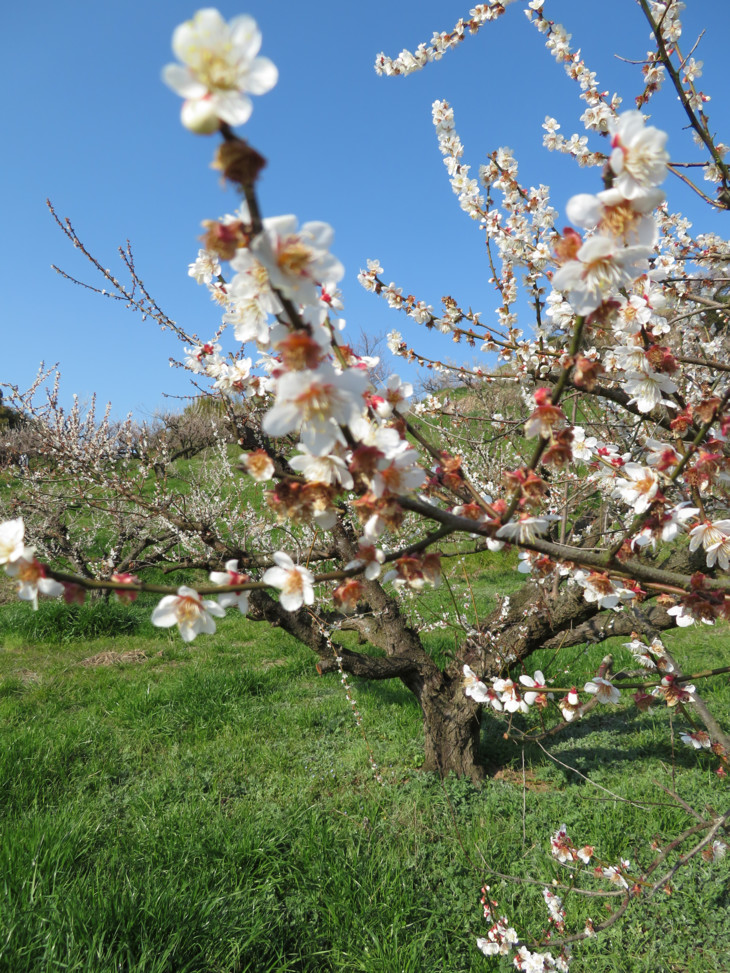 Baum mit weißen Blüten  | © Sophie Gemmar