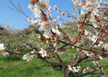 Baum mit weißen Blüten  | © Sophie Gemmar