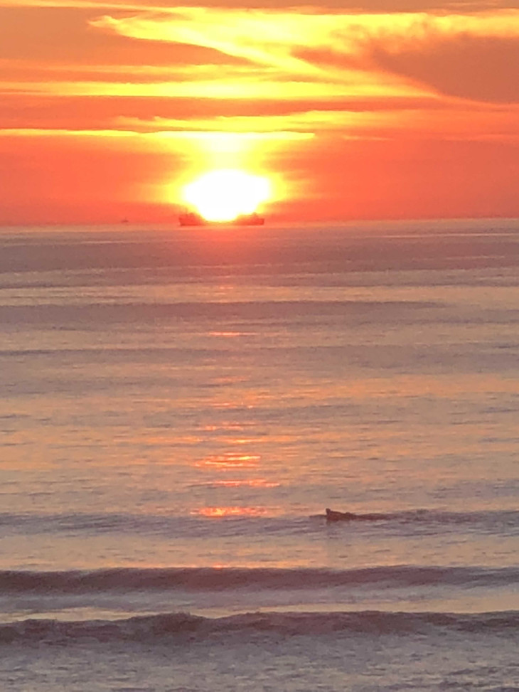 Delfine springen vor dem Sonnenuntergang  | © Laurentien Huthert