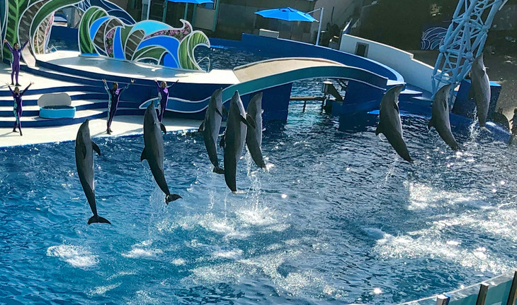 Delfine springen im Wasser  | © Louisa Piper