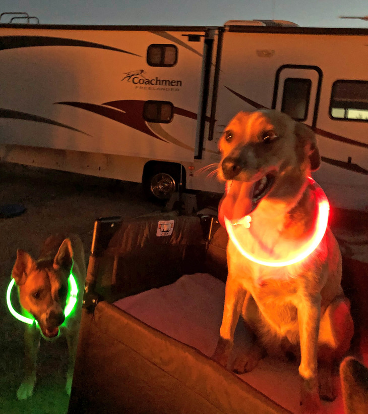Hunde tragen leuchtendes Halsband  | © Louisa Piper