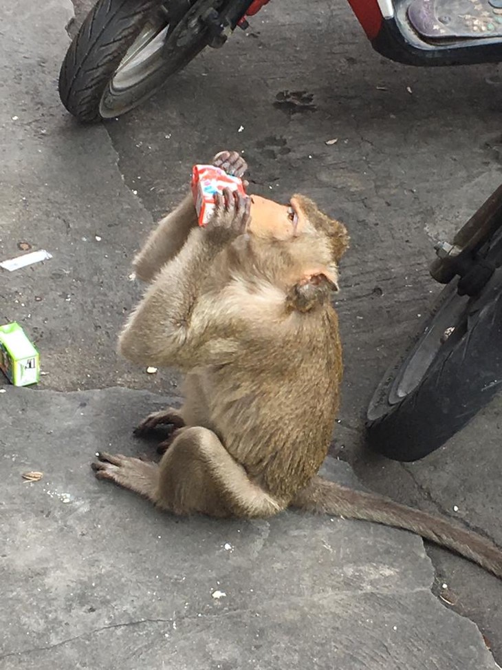 Affe trinkt aus einem Terapack | © Tim Sauer