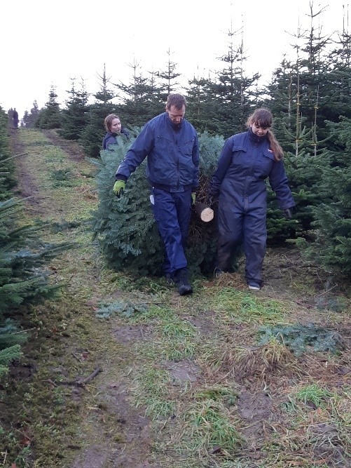 zwei Personen tragen einen Tannenbaum  | © Lina Hoffmann