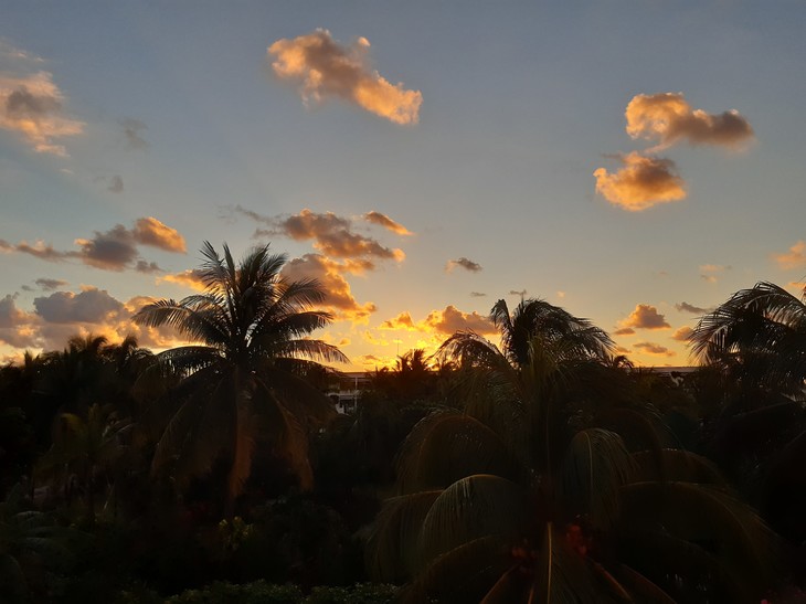 Palmen im Sonnenuntergang  | © Merle Hauser 