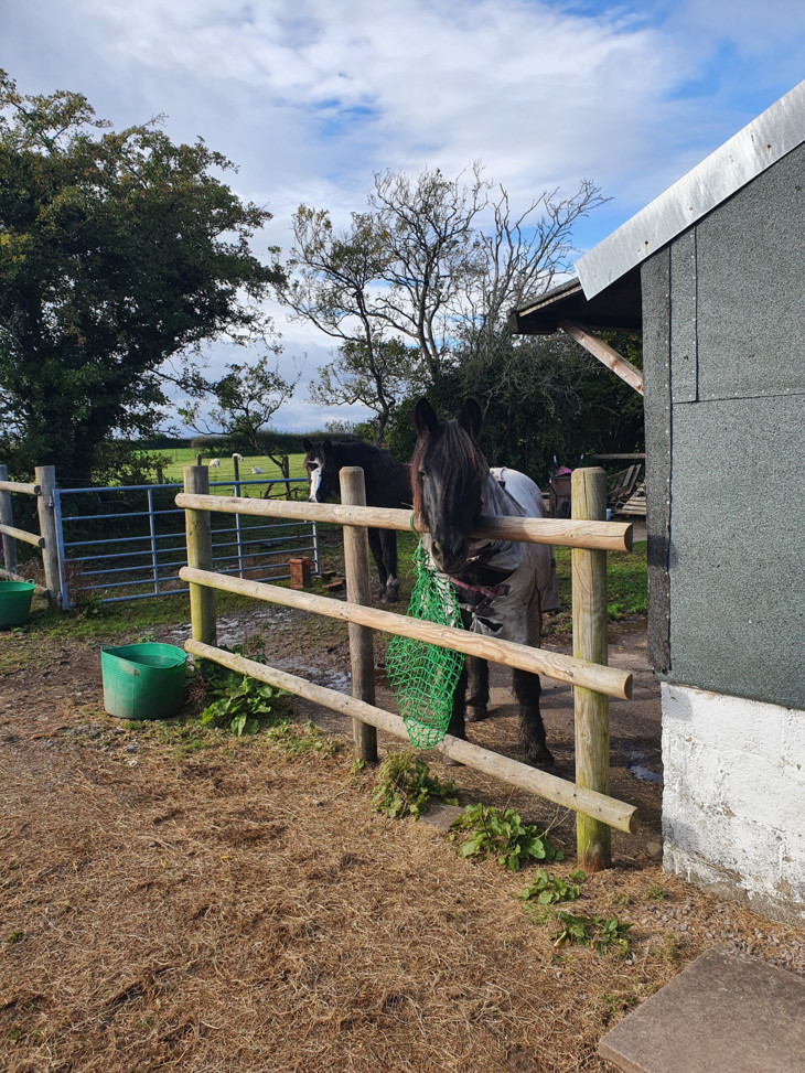 Pferd steht im Stall | © Helena Schönmann