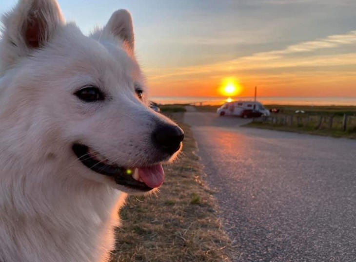 Hund vor dem Sonnenuntergang  | © Lena Frohn