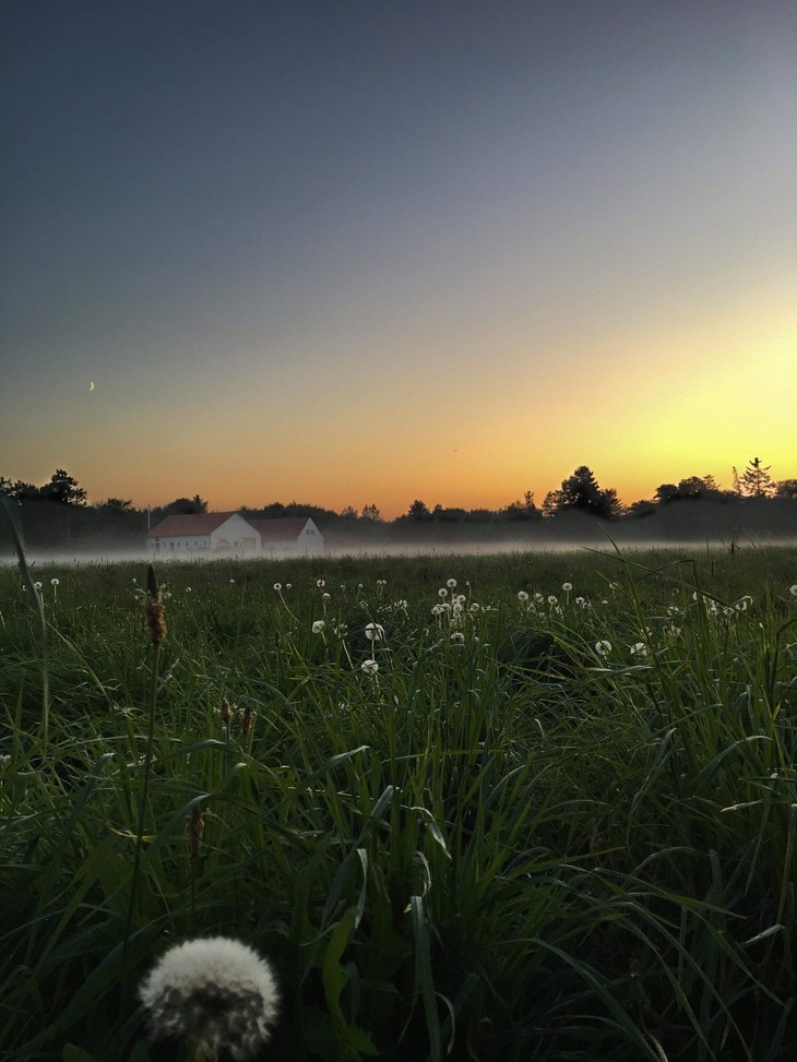 feuchte Wiese in der Abenddämmerung  | © Lena Frohn