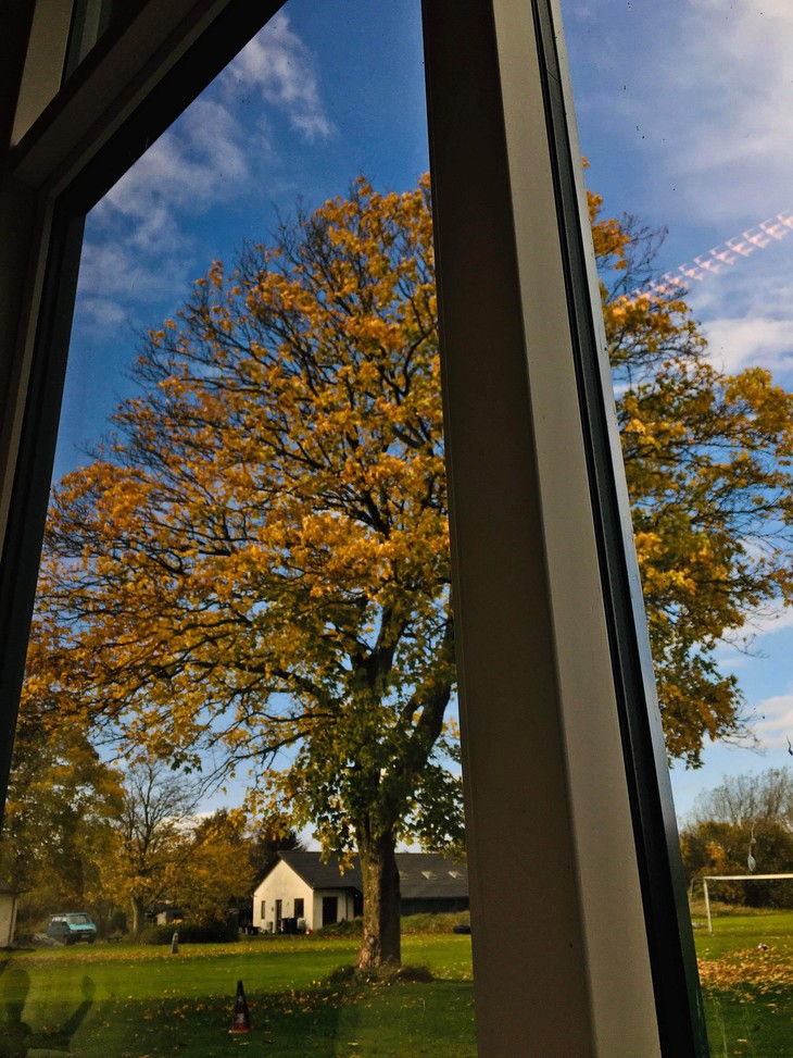 Baum mit gelben Blättern aus dem Fenster heraus fotografiert  | © Lena Frohn