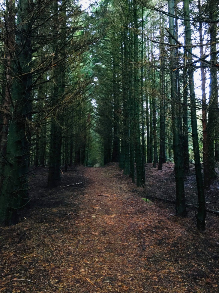 Waldweg | © Lena Frohn