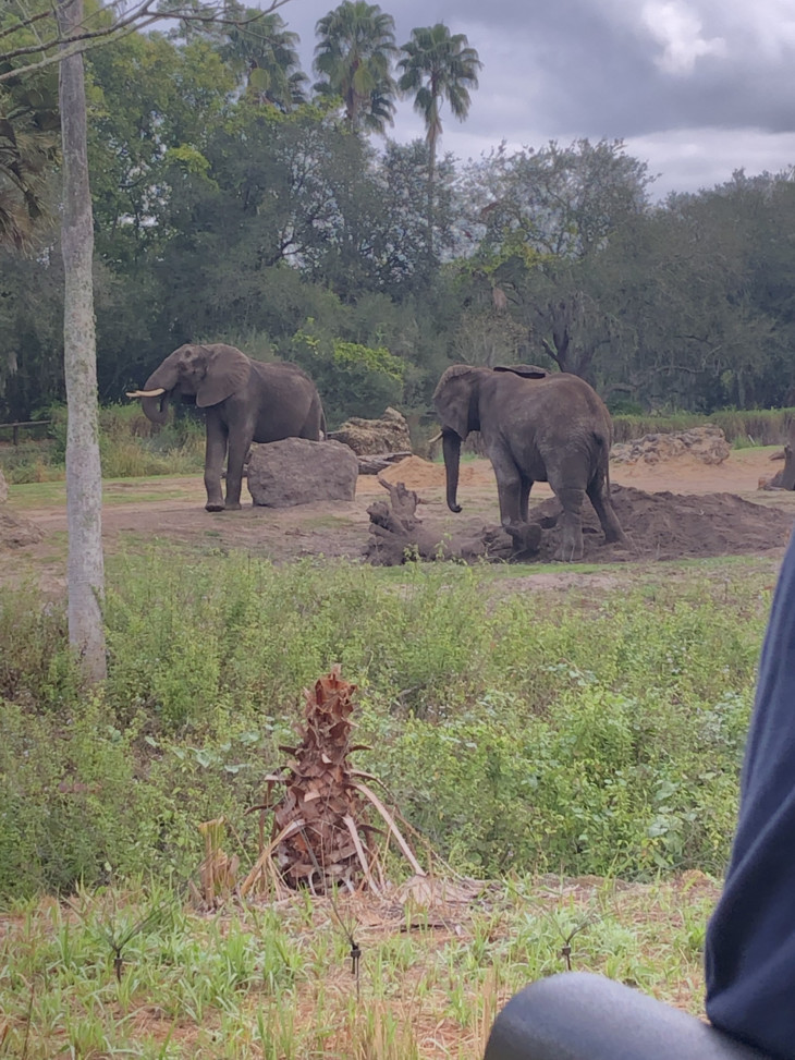 Safaritour mit Elefanten | © Anna Mager