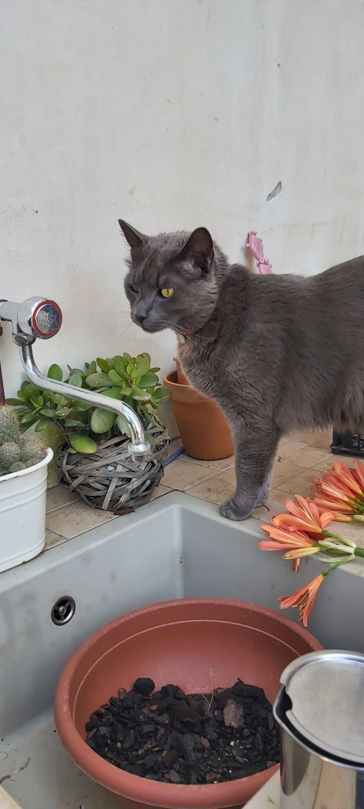 Ein Foto der Hauskatze | © Fanny Donhuijsen