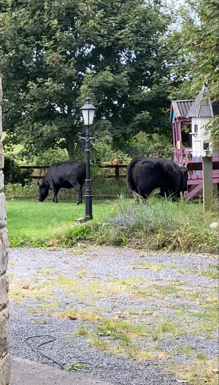 Die Kühe unseres Nachbarn sind durch das offene Gatter in unseren Garten gelaufen. Meine Gastschwester aus Österreich und ich waren sehr überrascht. Wir haben sie wieder zurückgeführt.   | © Marie Wolf