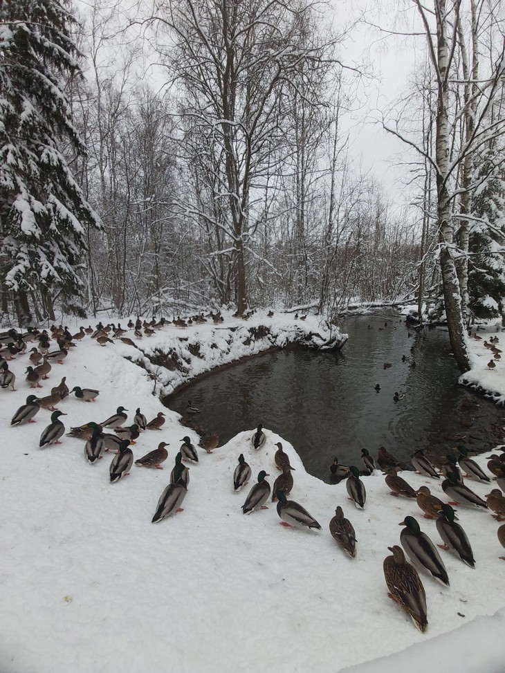 See im Schnee mit vielen Enten  | © Sarah Bolz