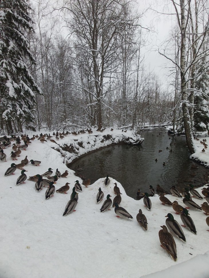 See im Schnee mit vielen Enten  | © Sarah Bolz
