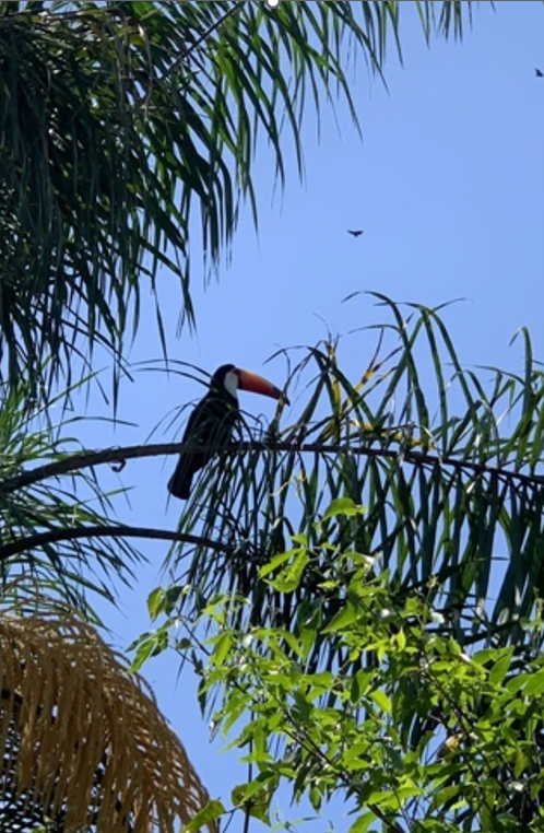 Tucan sitzt in grüner Baumkrone  | © Mara Kopp 