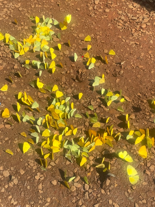 ein Haufen gelber Schmetterlinge tummeln sich auf dem Boden  | © Mara Kopp 